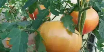 Доматите не растат и не се зачервяват: 3 основни грешки, които забавят цялата реколта 6