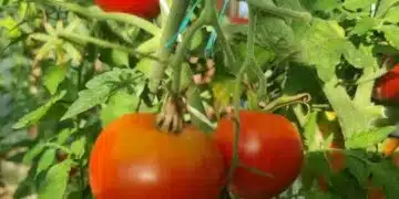 Вашите домати тайно си говорят помежду си: Как да дешифрирате техния „език на стреса“ и да спасите реколтата си 8