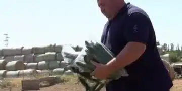 Роден фермер реши да нахрани кравите си с краставиците, които е произвел - в знак на протест заради ниските изкупни цени 8