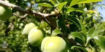 За всички градинари! 3 неща, които всички забравят да направят в градината през месец юни 3
