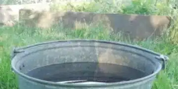 Как една кофа вода и добри намерения могат да съсипят вашите насаждения - Всеки градинар трябва да знае 1