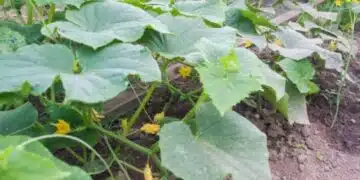 По какъв начин можем да разпознаем прегряващите корени и да окажем на растенията „първа помощ“ 7