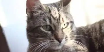 Обидена ли е котката? 5 малки неща, които тя ще сметне за предателство 1