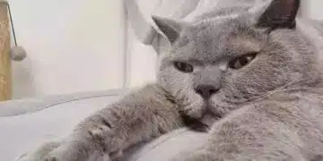 Британска котка в дома: плюсове и скрити минуси - какво трябва да знаете, преди да си вземете такъв домашен любимец 1