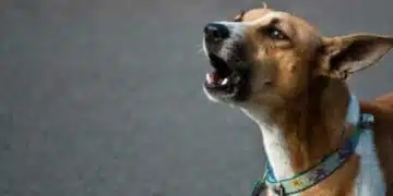 Защо кучето лае по някои хора, но е мило с други? 13