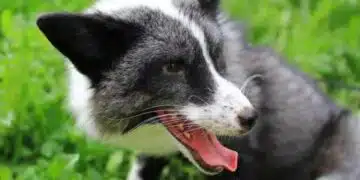 Какви изненади се крият при разходка с куче: улични проблеми и как да ги избегнем 10