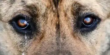 Кучетата също плачат. Какво означават кучешките сълзи? 2