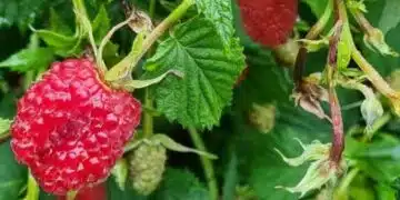 Какво да направите, след като малините са дали плод, за да удвоите реколтата си догодина 9