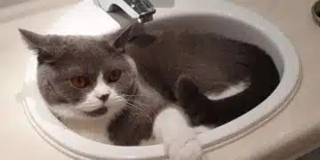 Защо котките спят в мивката: Сладка прищявка или причина за безпокойство? 15