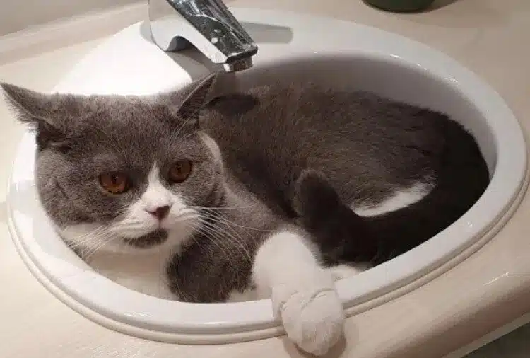 Защо котките спят в мивката: Сладка прищявка или причина за безпокойство? 1