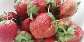 Учени откриха „еликсир на младостта“ за кръвоносните съдове 13