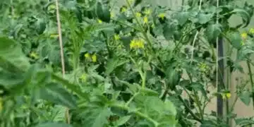 Грешки в грижите или капризите на времето? Защо всъщност цветовете на доматите окапват? 1