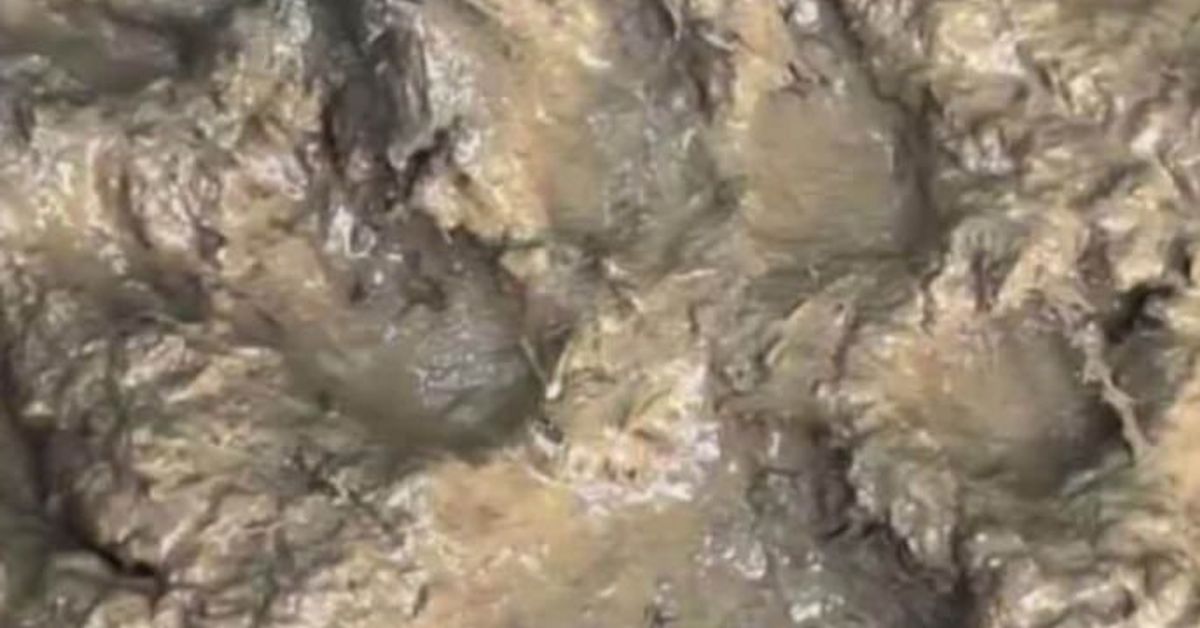 Стана ясно кой е собственикът на пантерата Дълбоки отпечатъци от стъпки на животно в мокра кал.