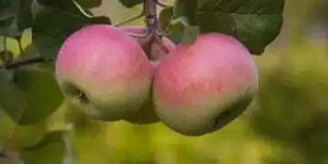 Плодови дървета: Как да помогнем на ябълковите и крушовите дървета да запазят цялата си реколта през юни 6