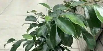 Какво да направите, за да предотвратите появата на мушици в цветята: това трябва да се обясни при закупуване на растение 4