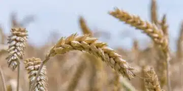 В съседна Румъния тази година очакват рекордно производство на пшеница 2