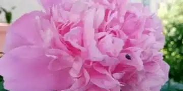 За всеки цветар! Божурите бушуват с листа, но няма пъпки? Не е торът виновен, а една грешка, която сте допуснали 5