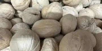 Преди да ги добавим към десерти, защо трябва да накисваме ядките? 2
