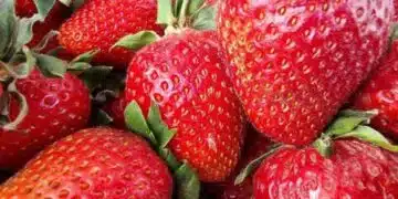 4 храни, които не бива да замразявате - ягодите са една от тях 9