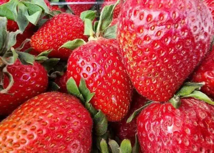 4 храни, които не бива да замразявате - ягодите са една от тях 1