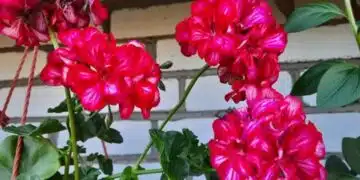 Какво растение да засадите у дома, за да се разболявате по-малко: полезно за всички 4
