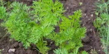 Торовете развалят морковите и цвеклото: какво не можете да наторите за сладка реколта 8