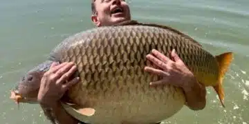Да му е честито! Рибар улови шаран с невиждани размери 1