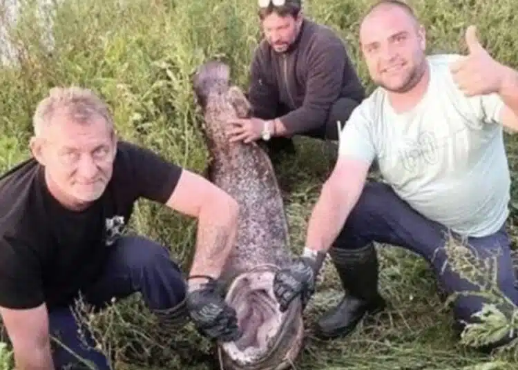 Късметлийски рибарен тандем! Успяха да уловят сом с чудовищно големи размери у нас! 1