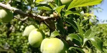 Слива - тайната за отслабване и млада кожа: ползи, за които не сте знаели 8