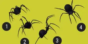 Тест за таен страх: Изберете паяк и открийте вашата фобия 1