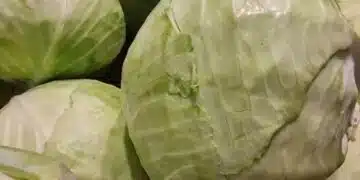 Зеле срещу моркови: Кой зеленчук наистина ви помага да отслабнете и прочиства тялото по-добре 3