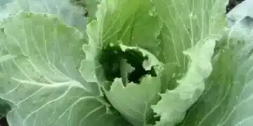 Вълшебно средство за охлюви по зелето: Действа 100% 4