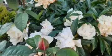 Необходимо ли е да се подрязват листата на божурите след цъфтежа: Важно за всеки цветар 2