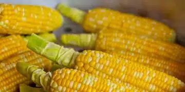 Чупи ли рекорди цената на царевицата по родните плажове? 1