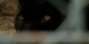 Стана ясна цената на една черна пантера 1
