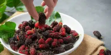 Трябва ли да миете черниците преди консумация? 6