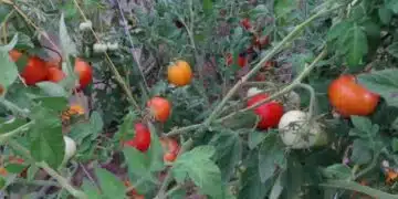 Почти всички хора правят тази грешка с доматите през юли: как да спасят реколтата за 3 дни 14