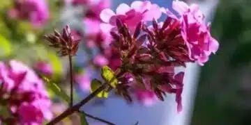 Нужно ли да подрязвате флокс след цъфтежа: правила за удължаване на живота на растението 2