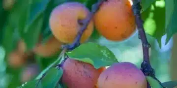 Как да отглеждате кайсия от семка у дома: стъпка по стъпка инструкции за начинаещи 1
