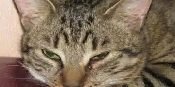 Котката ви ви гледа без да мига: Какво се крие зад този хипнотизиращ поглед на вашия домашен любимец 2
