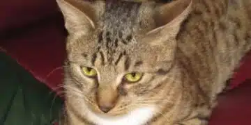 Защо котката драска мебелите: скритото значение на поведението ѝ 5