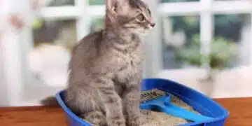 5 реални причини, поради които котката ви игнорира тоалетната 6