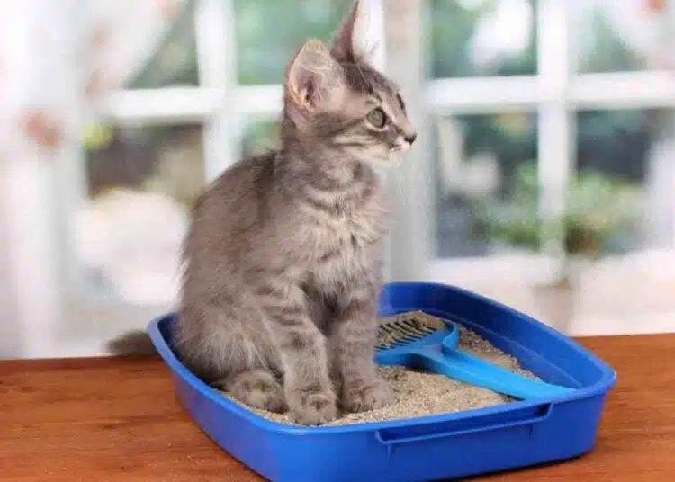 5 реални причини, поради които котката ви игнорира тоалетната 1