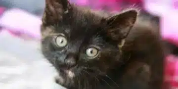 Котката се крие в тъмни ъгли: какво казва това за нейното поведение? 1
