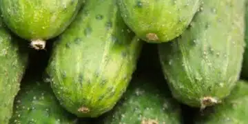 Можете ли да ядете краставици през нощта: Защо пречат на съня? 3
