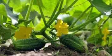 Как да поливаме краставиците, за да станат големи и вкусни: Научният метод 2