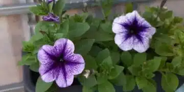 Петуниите губят външния си вид: как да подрязвате и подхранвате за нова вълна на цъфтеж по тях 6