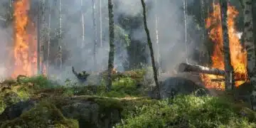 В Пирин гори пожар 2