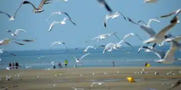 Огромна трегедия! Дете на около три години е било намерено безжизнено на плаж: Ето какво се знае 9