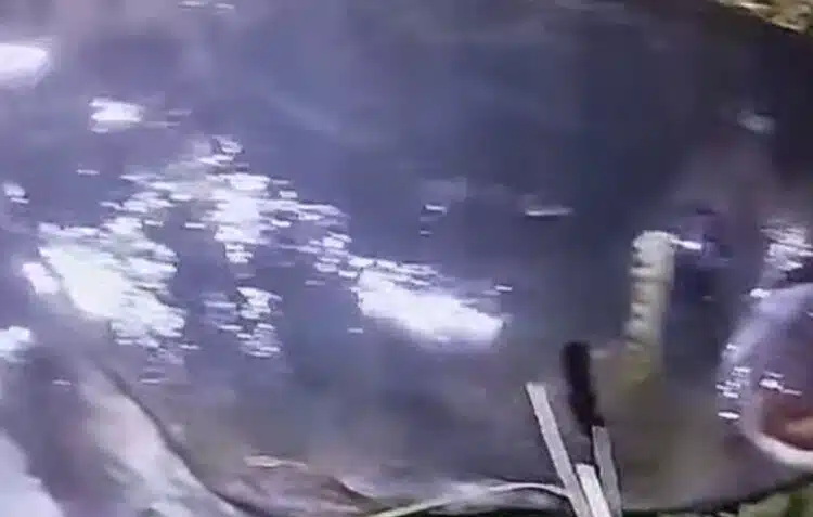 В огромната жега, роден рибар успя да извади гигантски хищник, каза и на какво лови винаги 1